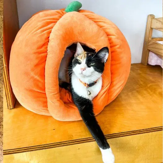 Audra - Domestic Short Hair