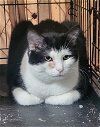adoptable Cat in  named Buddy