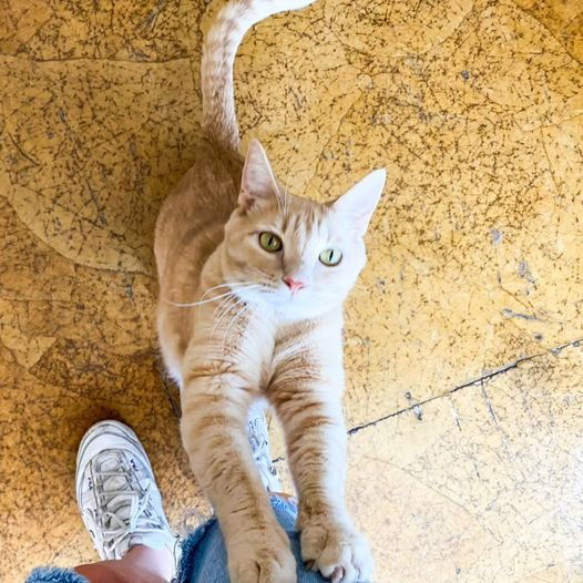 adoptable Cat in Saint Louis, MO named Thomas