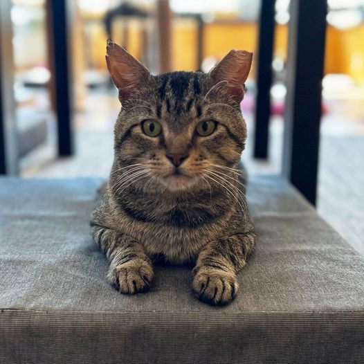 adoptable Cat in Saint Louis, MO named Techno Mechanicus