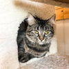 adoptable Cat in , MO named Gidget