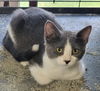 adoptable Cat in Saint Louis, MO named Berry