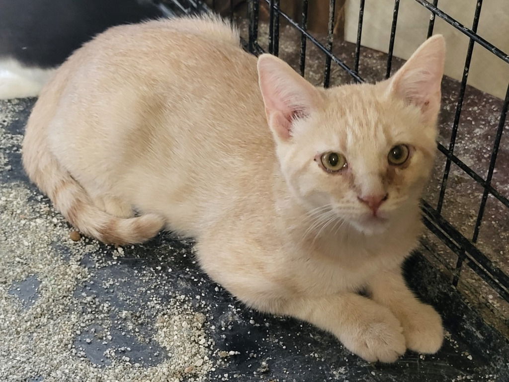 adoptable Cat in Saint Louis, MO named Jerry