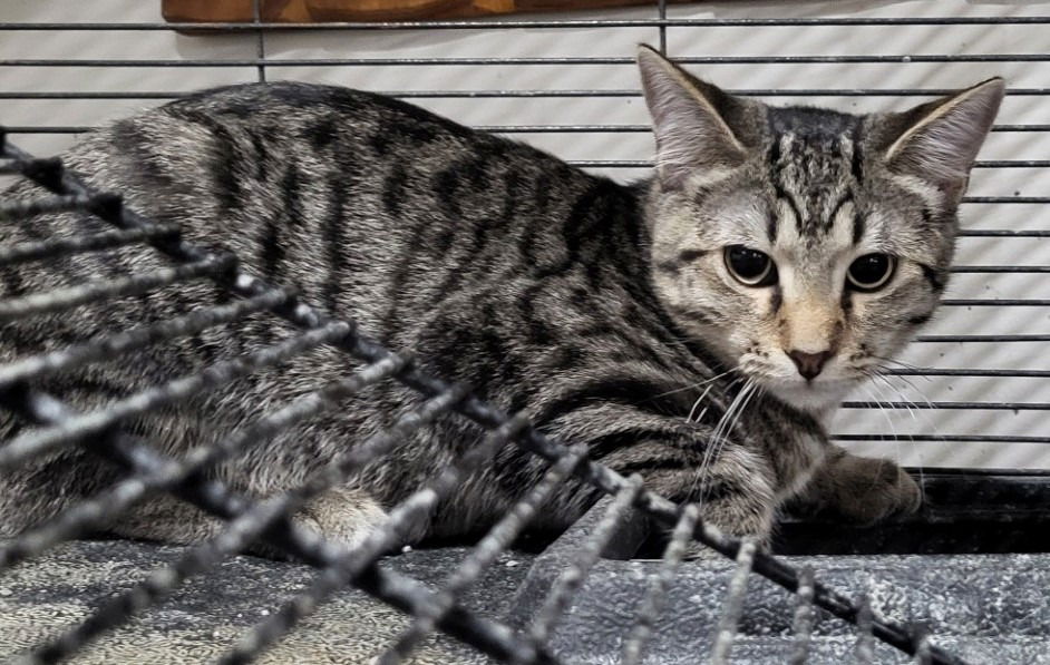 adoptable Cat in Saint Louis, MO named Paddington