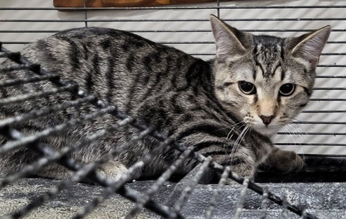 PADDINGTON - Domestic Short Hair available for adoption