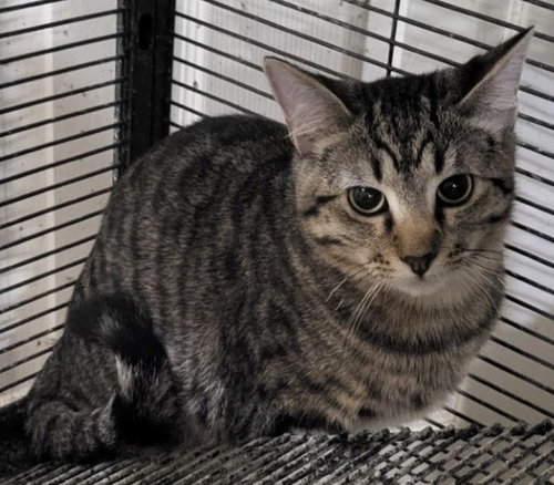 PADDINGTON - Domestic Short Hair available for adoption