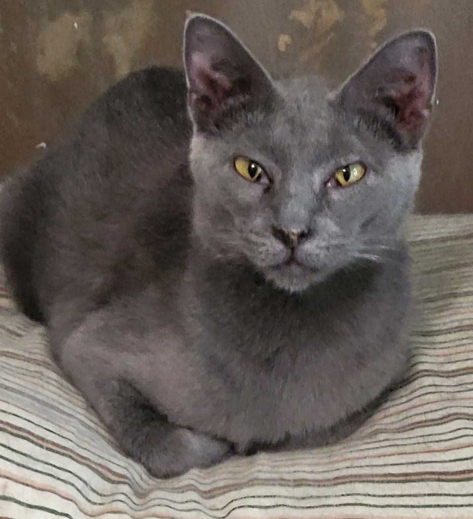 adoptable Cat in Saint Louis, MO named Smokie (Russian Blue Mix)