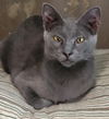 adoptable Cat in Saint Louis, MO named Smokie (Russian Blue Mix)