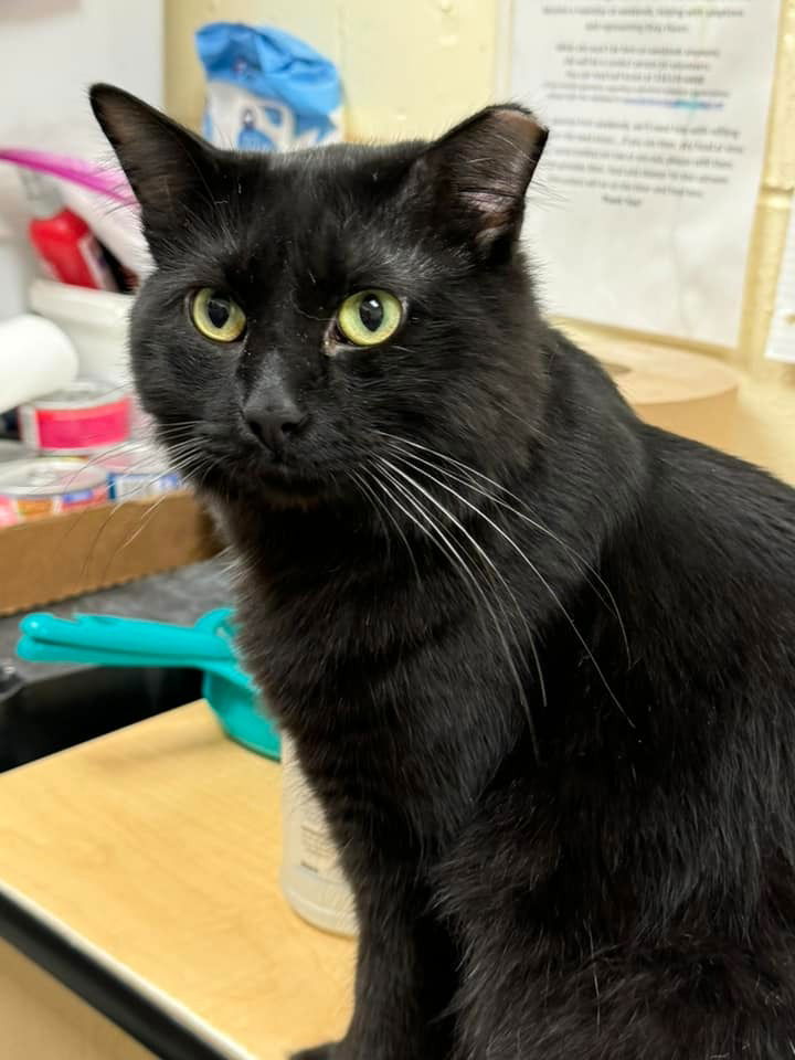 adoptable Cat in Saint Louis, MO named Agent Rubicon