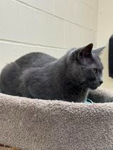 adoptable Cat in Saint Louis, MO named Evelyn