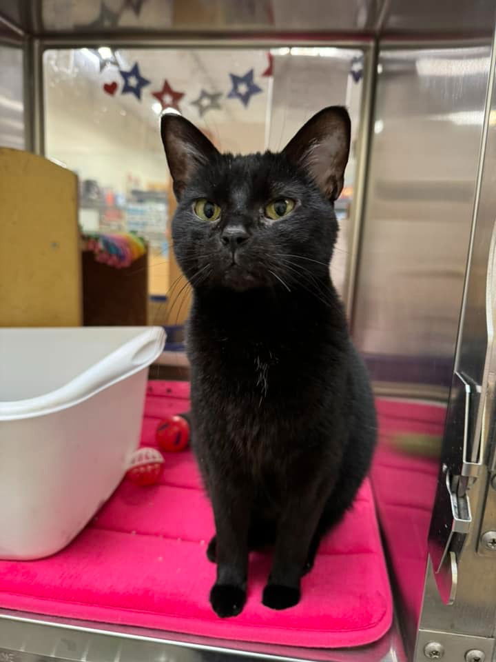 adoptable Cat in Saint Louis, MO named Toothless