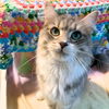 adoptable Cat in  named Nouveau