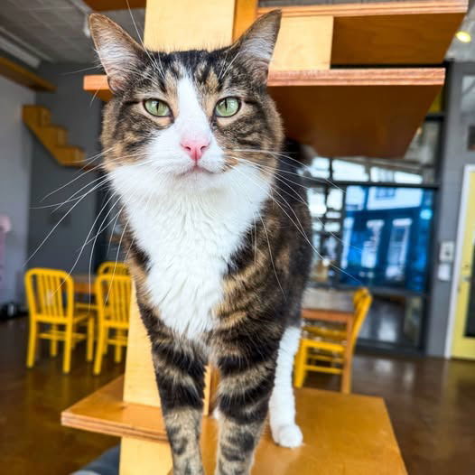 adoptable Cat in Saint Louis, MO named Little Man