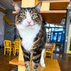 adoptable Cat in  named Little Man
