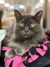 adoptable Cat in  named Jekyyl