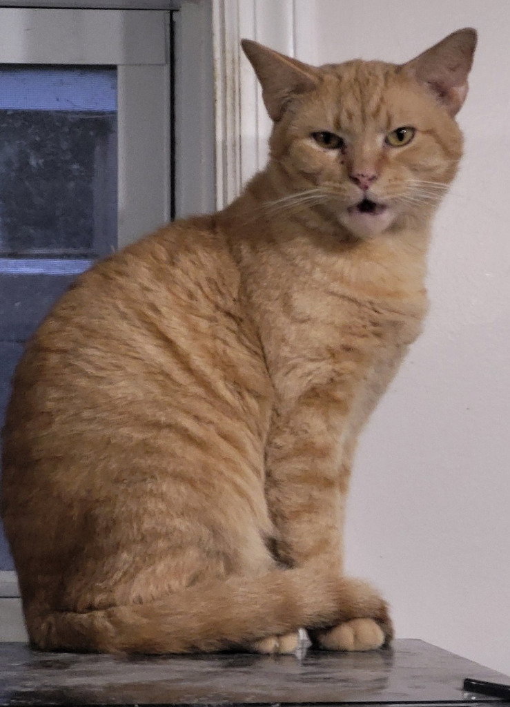 Julien Image