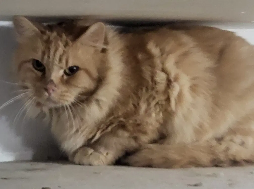Julius Bonded With Julien - Domestic Short Hair