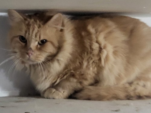JULIUS - Domestic Short Hair available for adoption
