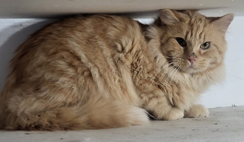 JULIUS - Domestic Short Hair available for adoption