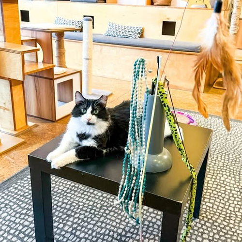 BORIS - Domestic Medium Hair available for adoption