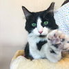 Boris - Photo 4