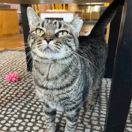 Zara - Domestic Short Hair