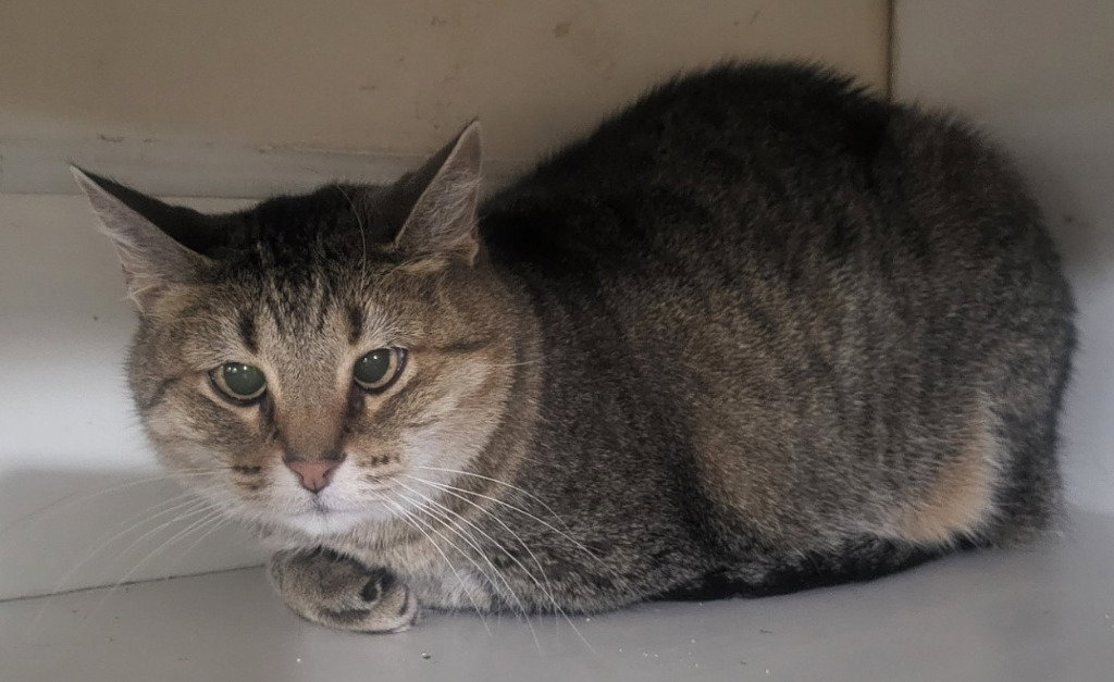 Kitty (Front Declawed) Image