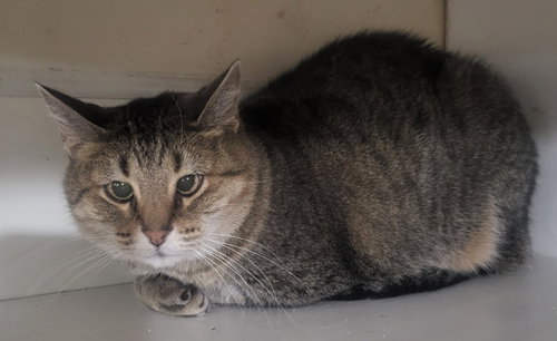 Kitty (Front Declawed), Senior Domestic Short Hair / Mixed, cat for adoption in St. Peters, Missouri