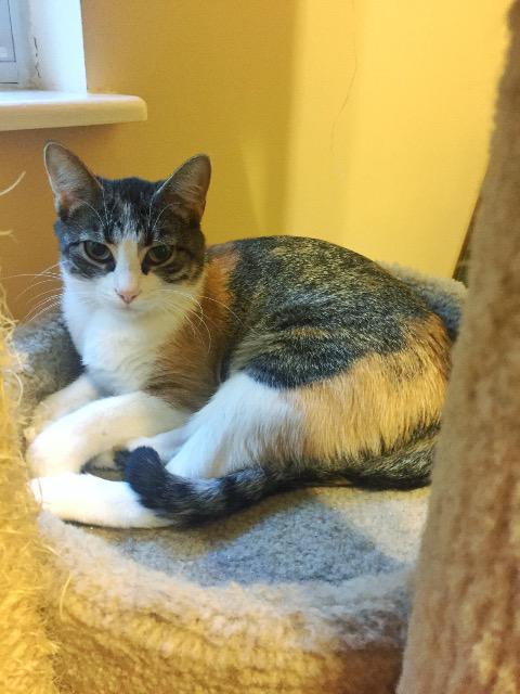 Callie Image