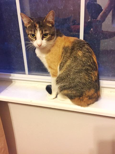 Callie