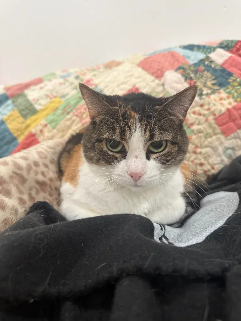April - Domestic Short Hair