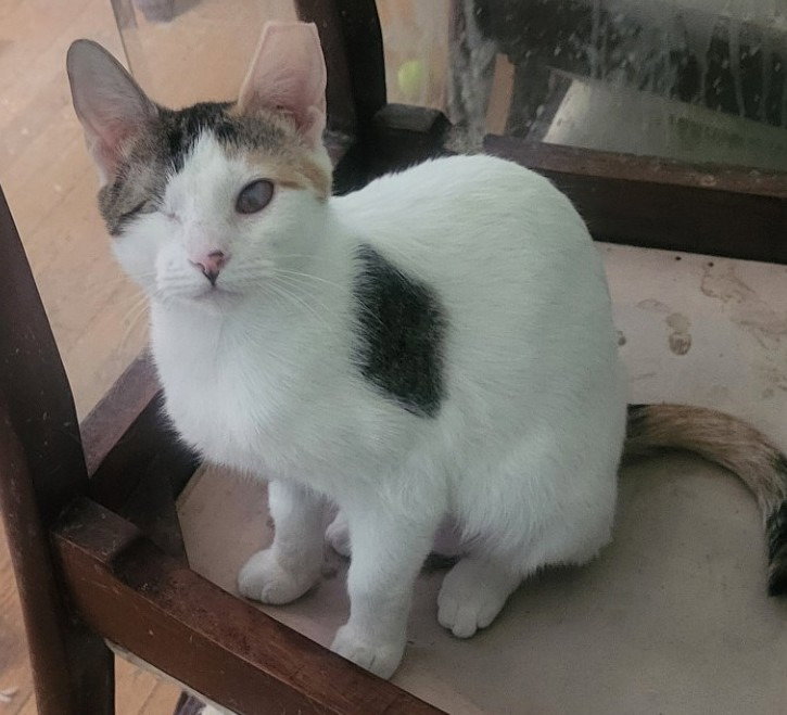 Sparkle (Bonded with Twinkle) Image