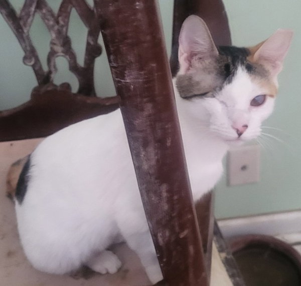 Sparkle (Bonded with Twinkle)