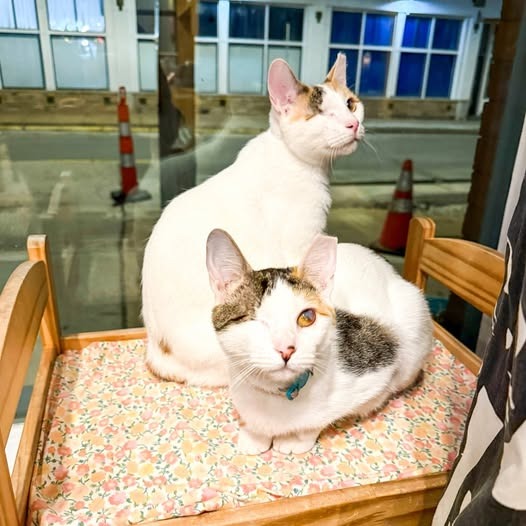 Sparkle (Bonded with Twinkle)