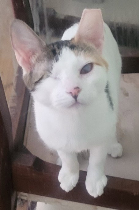 Sparkle (Bonded with Twinkle), Young Domestic Short Hair / Mixed, cat for adoption in St. Peters, Missouri