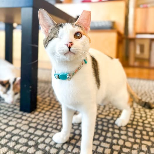 Sparkle (Bonded with Twinkle)