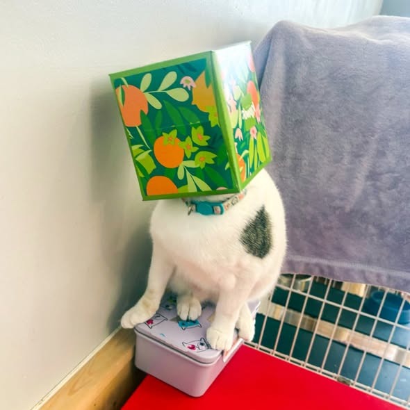 Sparkle (Bonded with Twinkle)