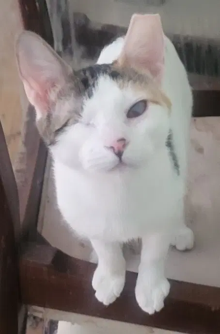 Sparkle Bonded With Twinkle - Domestic Short Hair