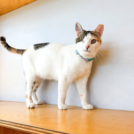 Sparkle (Bonded with Twinkle)