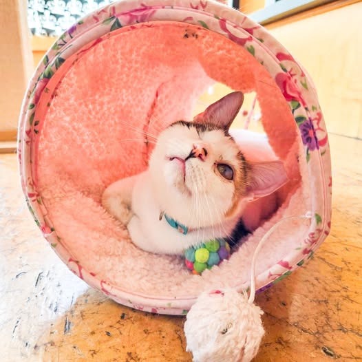 Sparkle (Bonded with Twinkle), photo 2