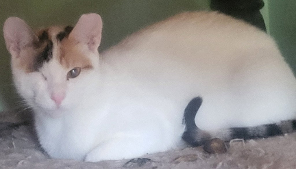 Twinkle (Bonded with Sparkle) Image