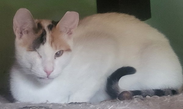 Twinkle (Bonded with Sparkle)