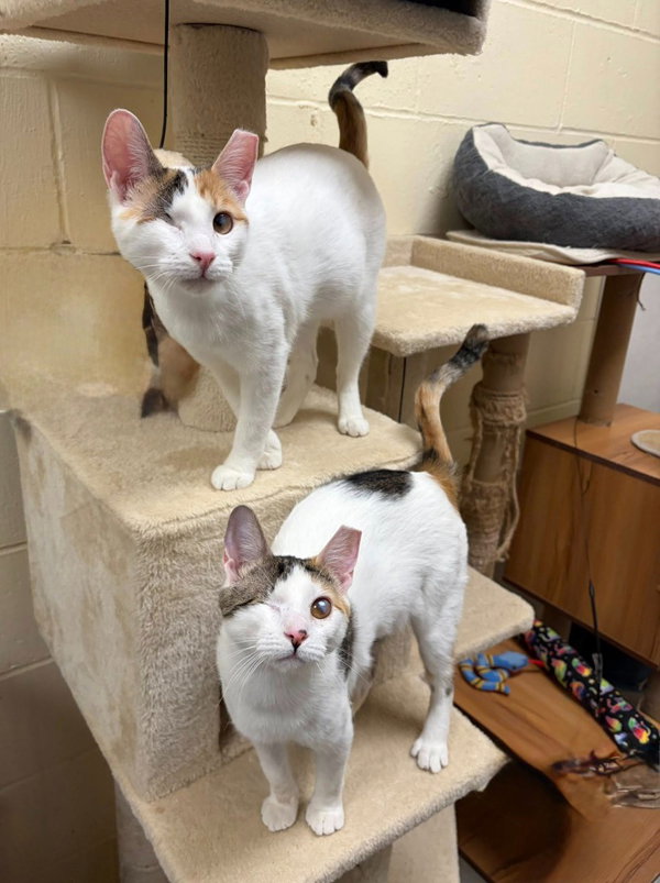 Twinkle (Bonded with Sparkle)