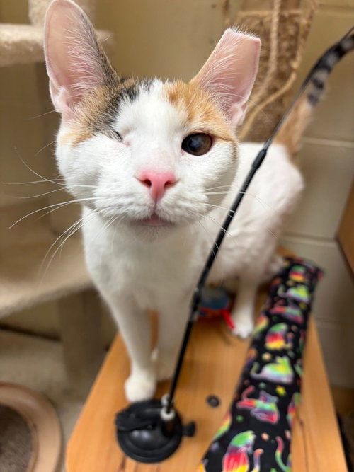 Twinkle (Bonded with Sparkle), an adoptable Domestic Short Hair in St. Louis, MO