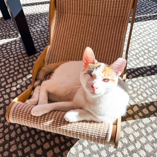 Twinkle (Bonded with Sparkle)