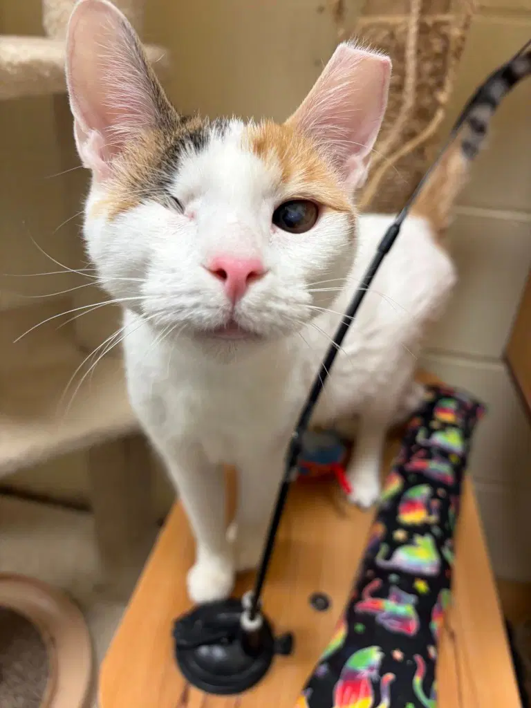 Twinkle Bonded With Sparkle - Domestic Short Hair