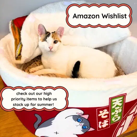 Twinkle Bonded With Sparkle image 4