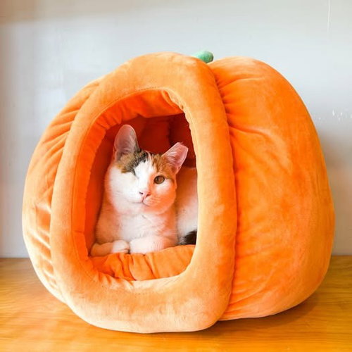 Photo 2 of Twinkle (Bonded with Sparkle)