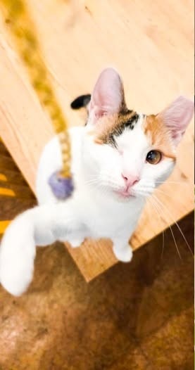 Photo 4 of Twinkle (Bonded with Sparkle)