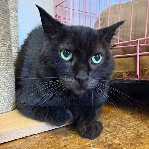 Gotham, an adoptable Domestic Short Hair in St. Louis, MO